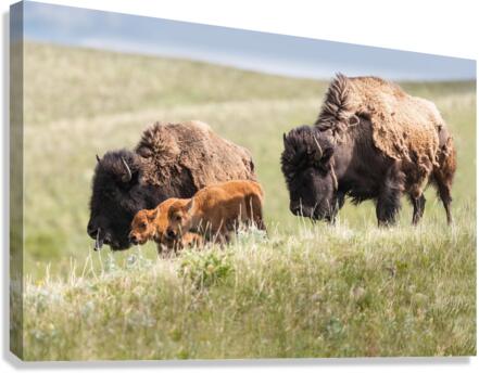 Female Bison with Calves Canvas Print