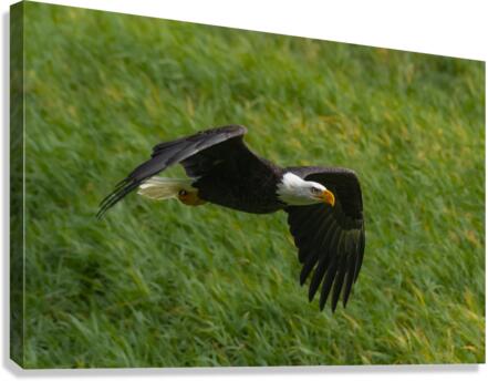 Bald Eagle Canvas Print