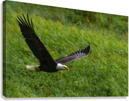 Bald Eagle Canvas Print