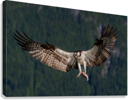Osprey Canvas Print