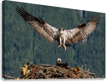 Osprey Canvas Print