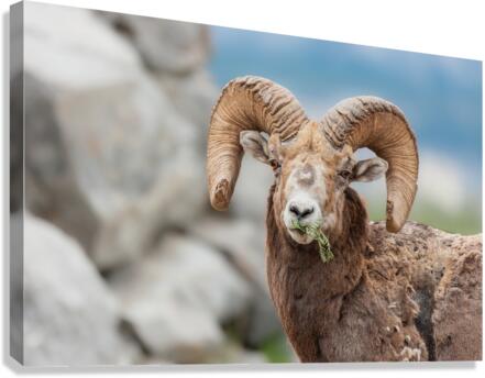 Bighorn Ram Canvas Print