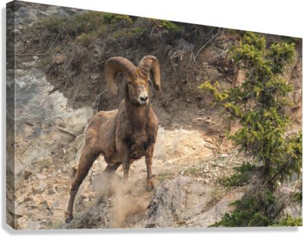 Bighorn Ram Canvas Print