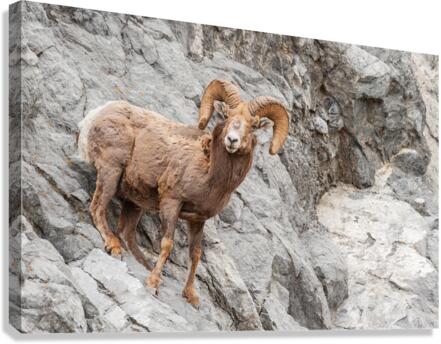 Bighorn Ram Canvas Print