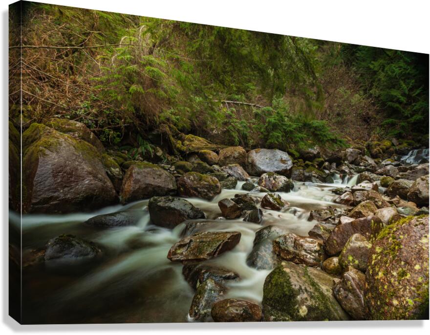 Forest Stream Canvas Print