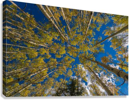 Fall Aspens Canvas Print