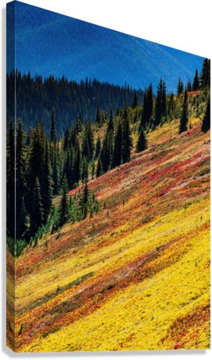 Mountain Wild Flowers Canvas Print