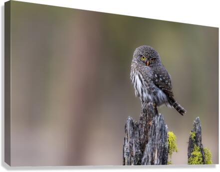 Northern Pygmy Owl Canvas Print