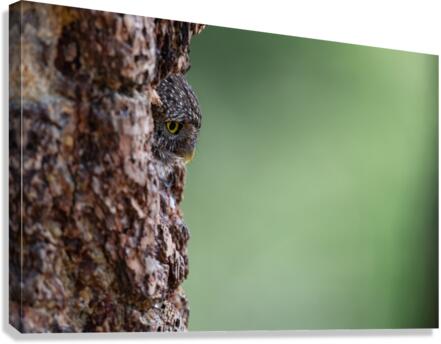 Northern Pygmy Owl Canvas Print