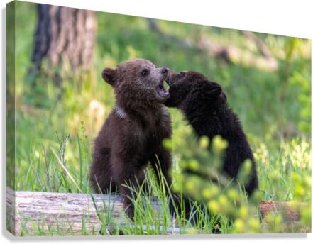 Grizzly Cubs Canvas Print