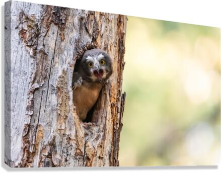 Northern Saw-Whet Owlet Canvas Print