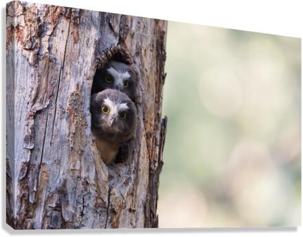 Northern Saw-Whet Owlets Canvas Print