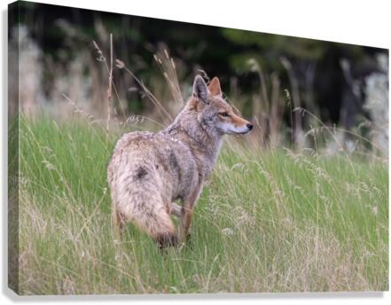 Coyote Canvas Print