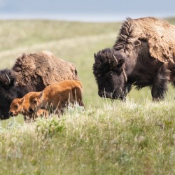 Female Bison with Calves