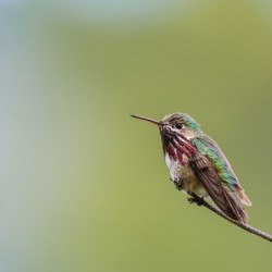 Male Calliope Hummingbird