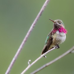 Male Calliope Hummingbird