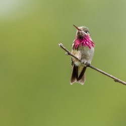 Male Calliope Hummingbird
