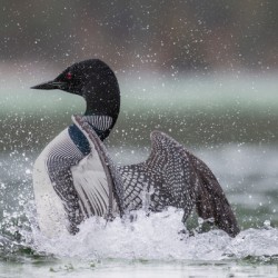 Common Loon