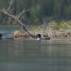 Common Loons