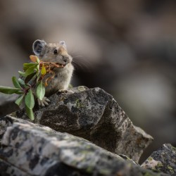 American Pika
