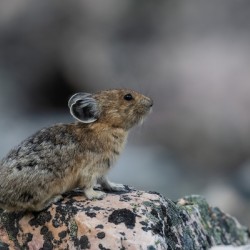 American Pika