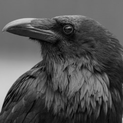Raven