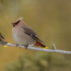 Bohemian Waxwings