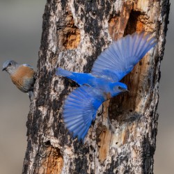 Western Bluebirds