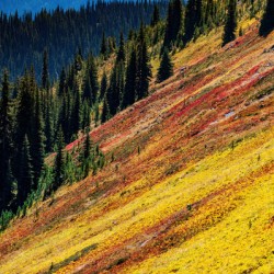 Mountain Wild Flowers