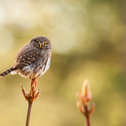 Northern Pygmy Owl