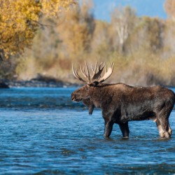 Bull Moose