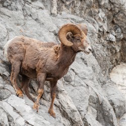 Bighorn Ram