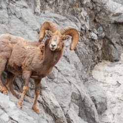 Bighorn Ram