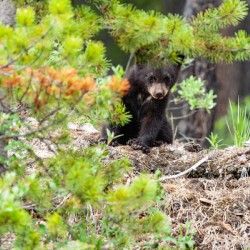 Black Bear Cub