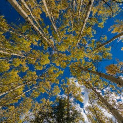 Fall Aspens