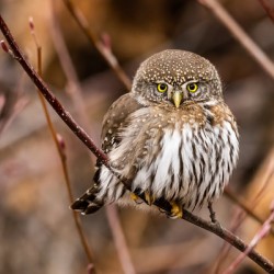 Northern Pygmy Owl