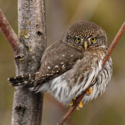 Northern Pygmy Owl