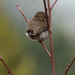 Northern Pygmy Owl
