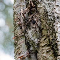 Western Screech Owl