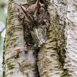 Western Screech Owl