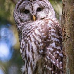 Barred Owl