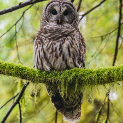 Barred Owl
