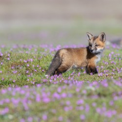 Red Fox Kit