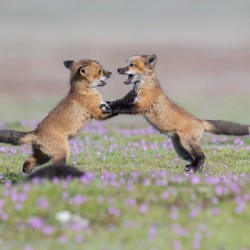 Red Fox Kits