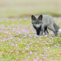 Red Fox Kit