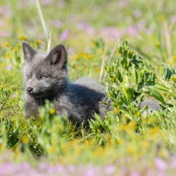 Red Fox Kit