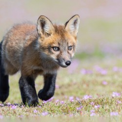 Red Fox Kit