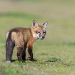 Red Fox Kit
