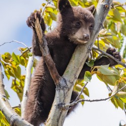 Black Bear Cub