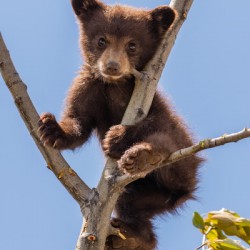 Black Bear Cub